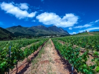 Muratie Wine Estate